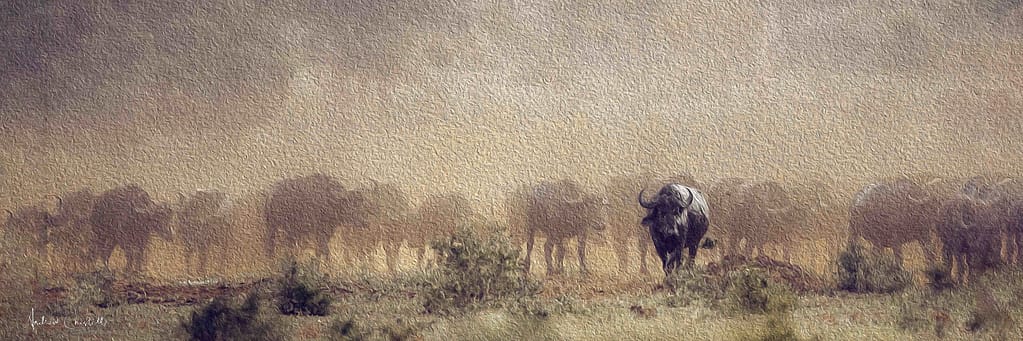buffalo herd south africa
