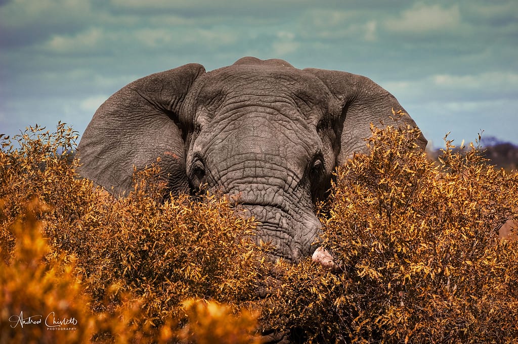 elephant in bushes