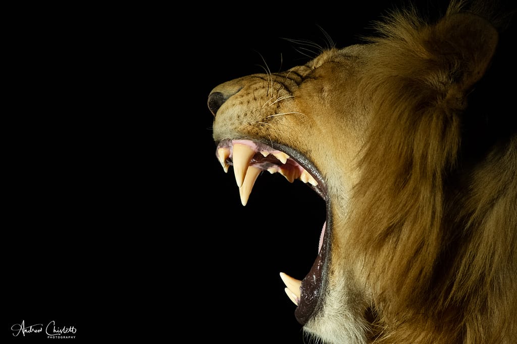lion profile at night