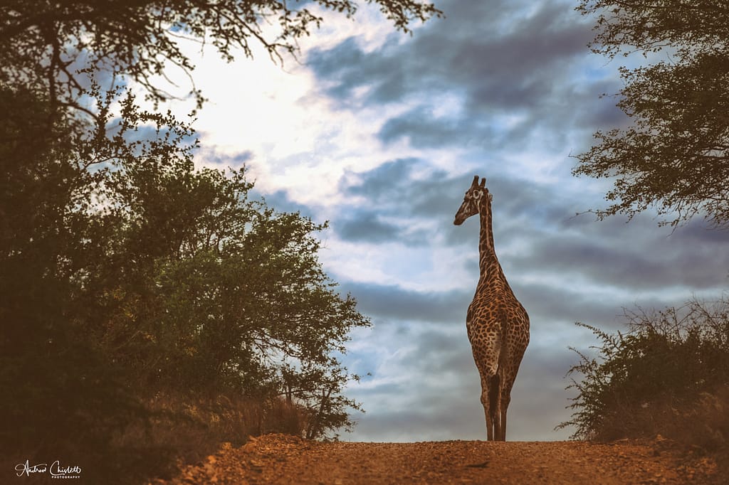 giraffe southern kruger park