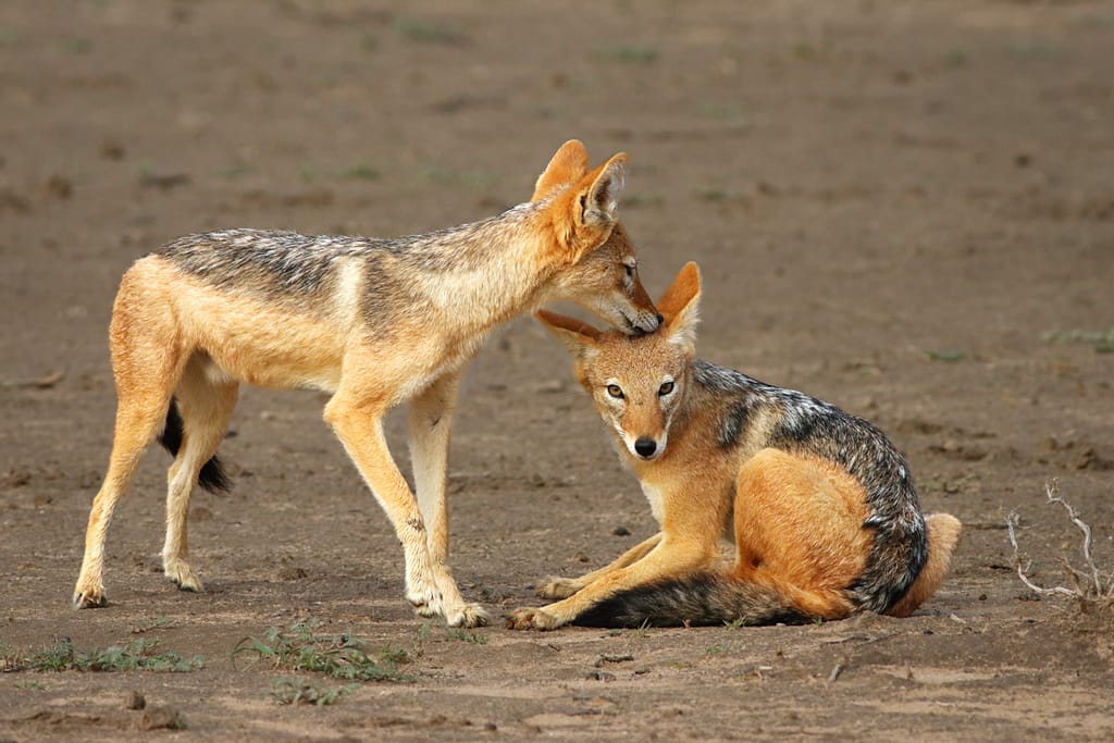 animals that mate for life black backed jackals