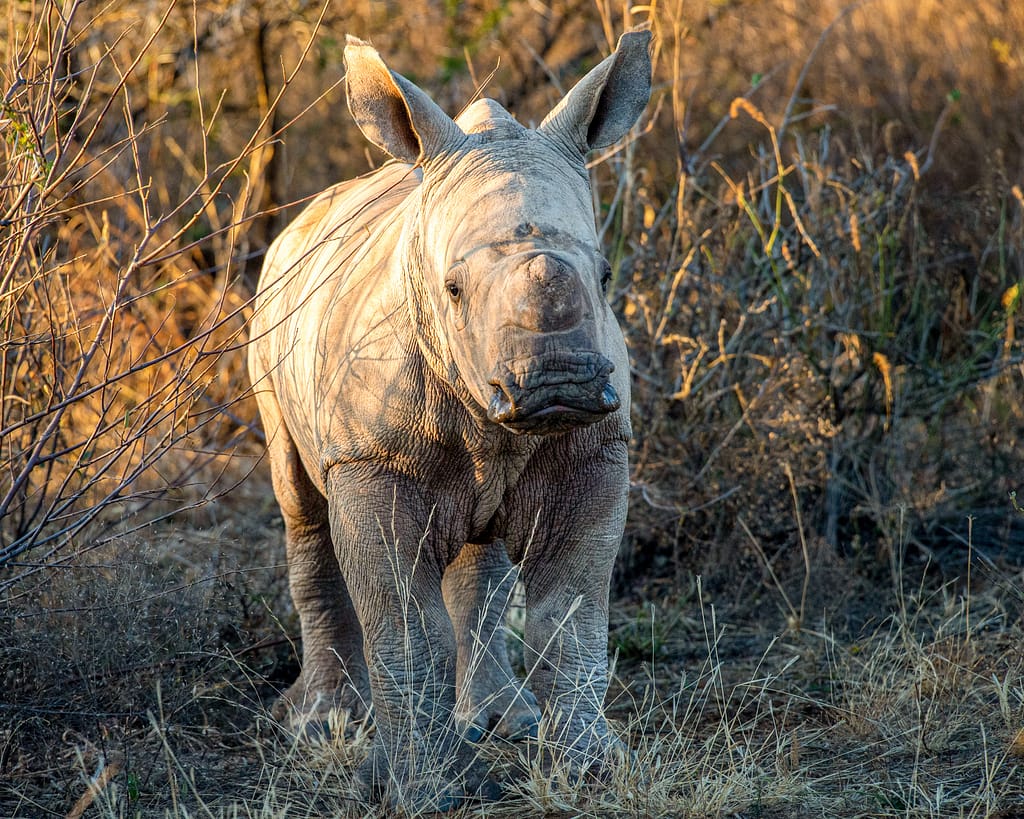 rhino calf orphan poaching