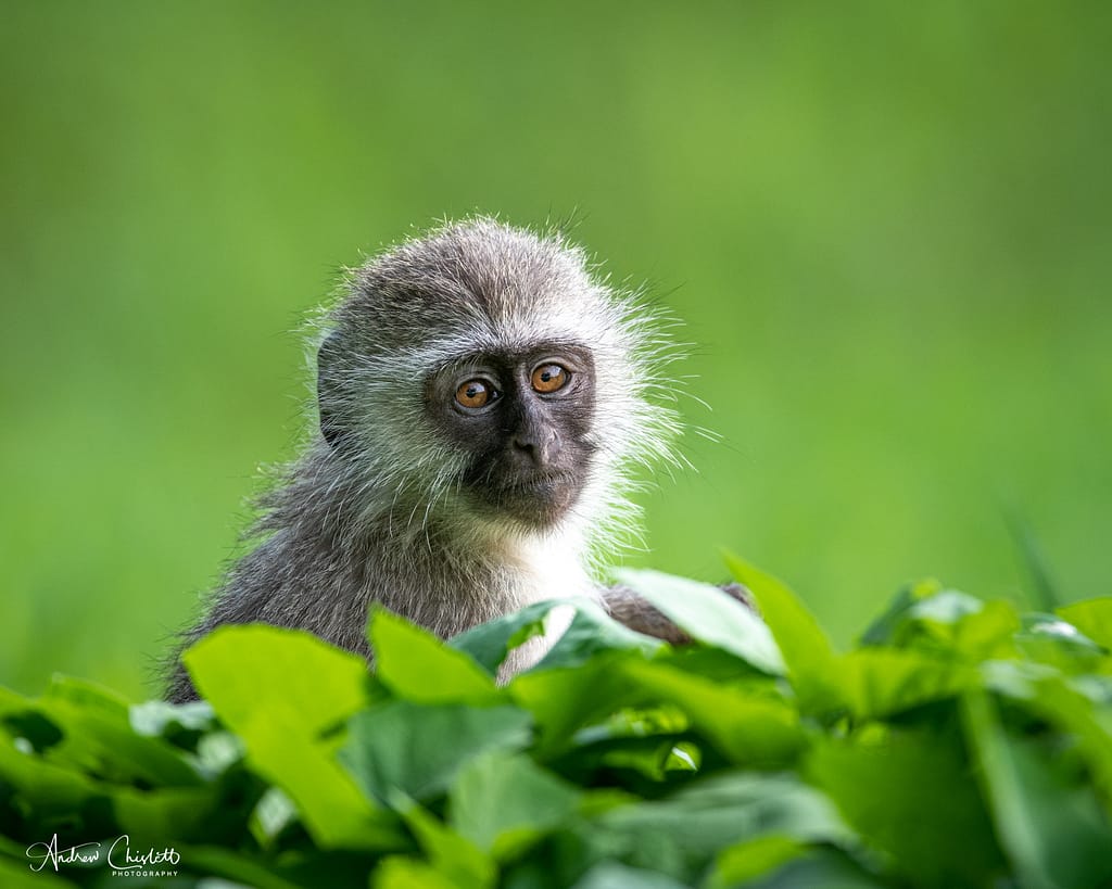 Wildlife photography|Baby vervet monkey