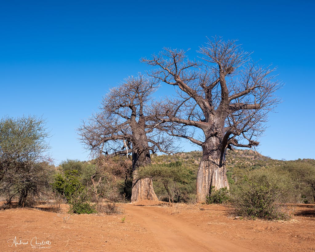baobabs far north kruger
