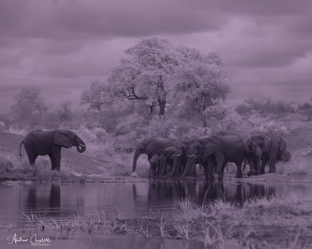 elephants in infrared
