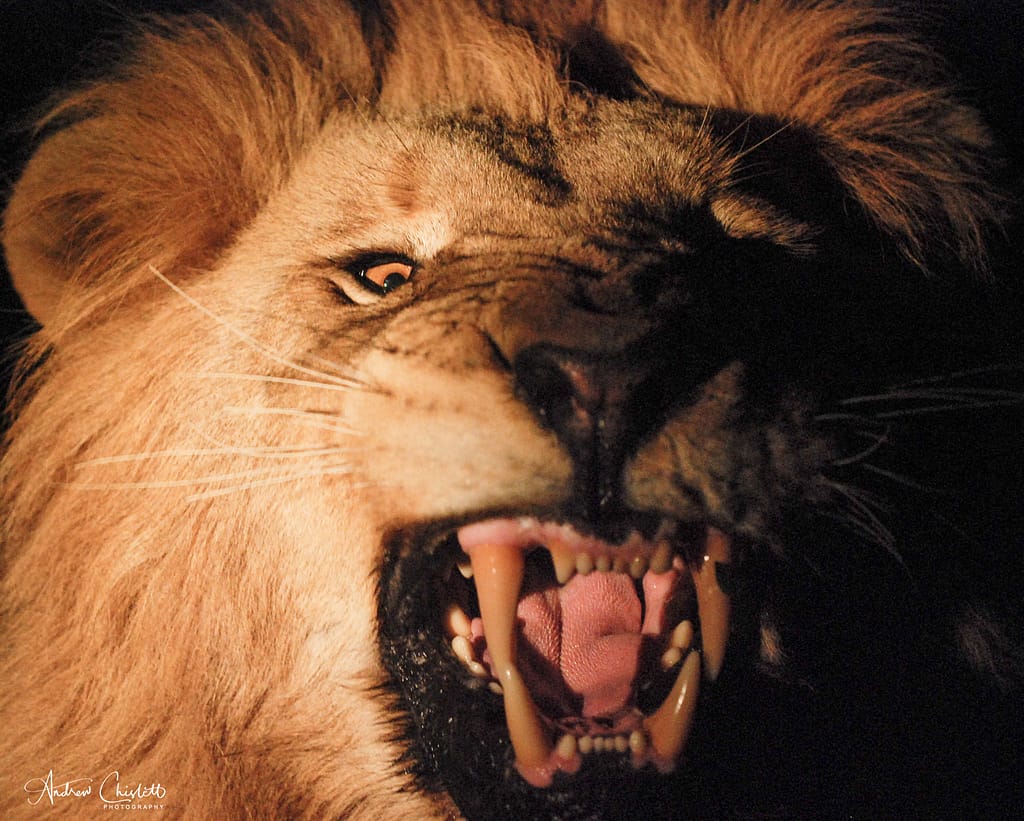 lion snarling at night
