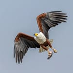 nikon z9 with 500mm pf