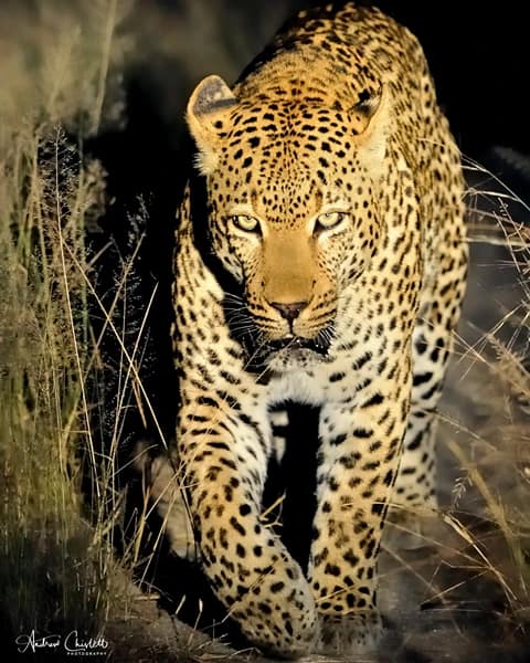 Leopard walking towards camera