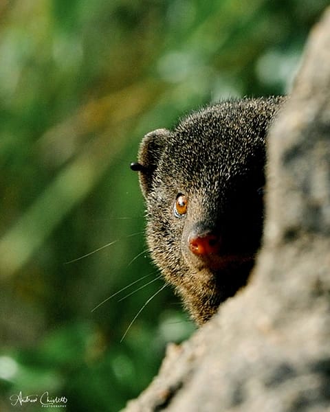 animals of the kruger national park dwarf mongoose