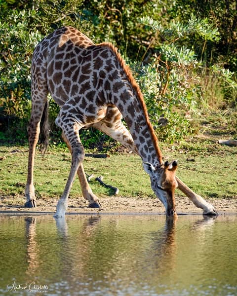 animals of the kruger national park giraffe