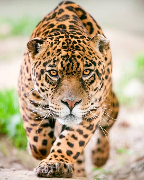 jaguar front view