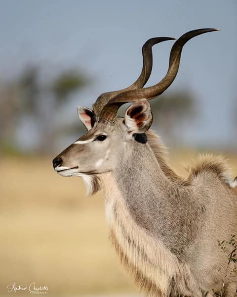 animals of the kruger national park kudu