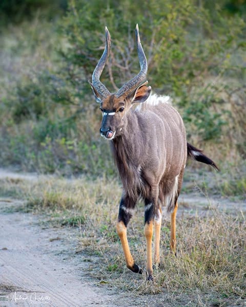 animals of the kruger national park nyala