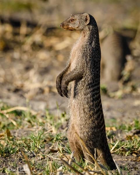 animals of the kruger national park slender mongoose