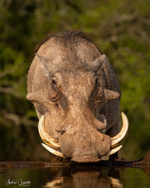 animals of the kruger national park warthog