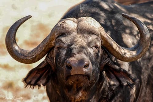big five buffalo kruger