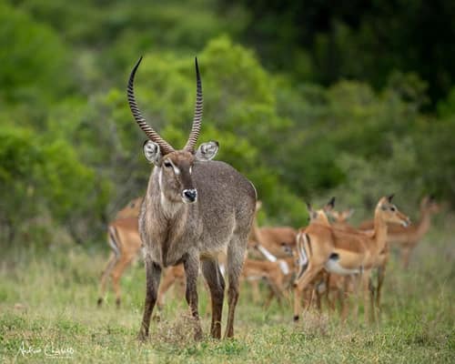 animals to see in the kruger park waterbuck