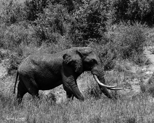 elephant taken with 400mm f2.8 lens