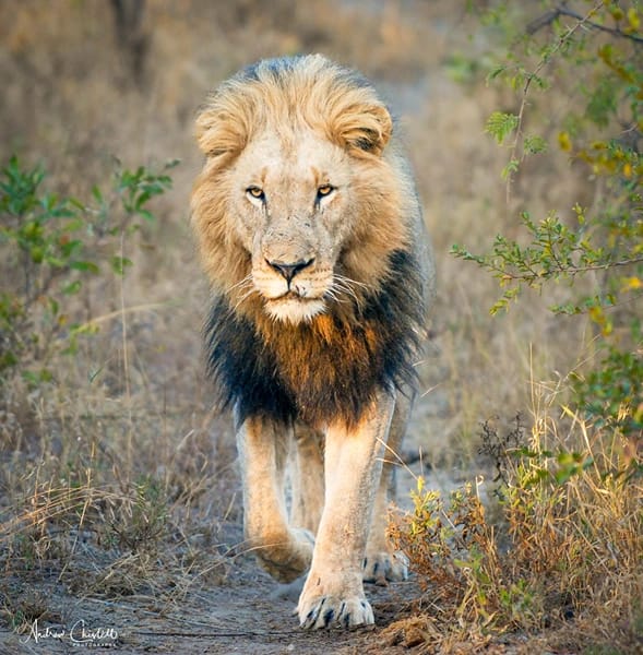 animals of the kruger national park lion