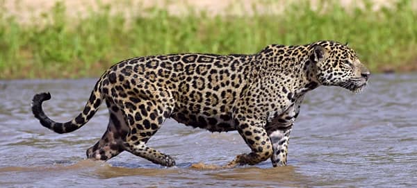 difference between a jaguar and a leopard