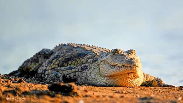 do animals attack safari vehicles crocodile