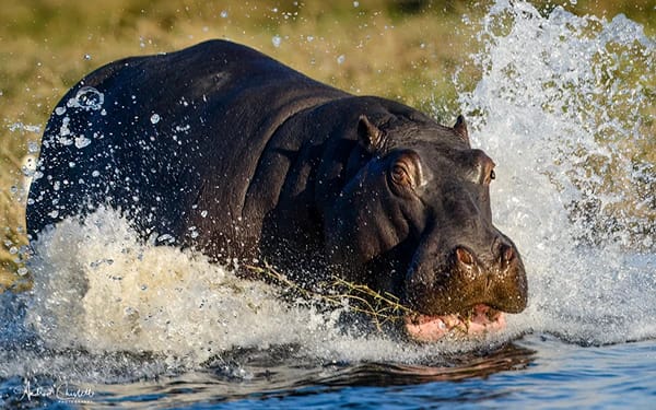 animals of the kruger national park hippo