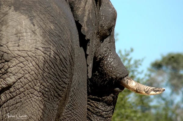 malaria free safaris south africa addo elephant park
