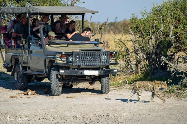 do animals attack safari vehicles leopard walking past vehicle