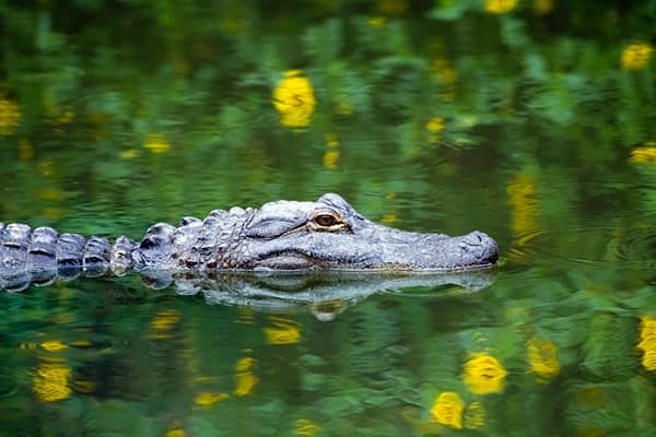 what is the difference between an alligator and a crocodile