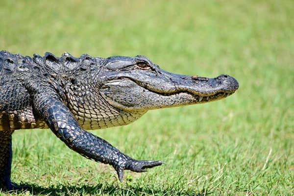 what is the difference between an alligator and a crocodile