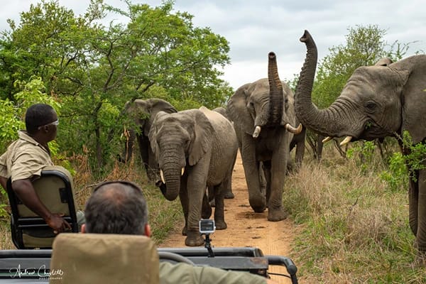 do animals attack safari vehicles