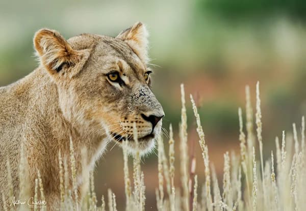 top 10 safari tips kgalagadi lioness