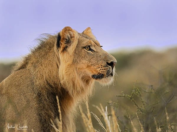 top 10 safari tips kgalagadi lion