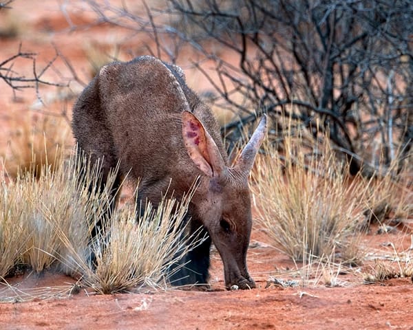 animals of the kruger national park aardvark