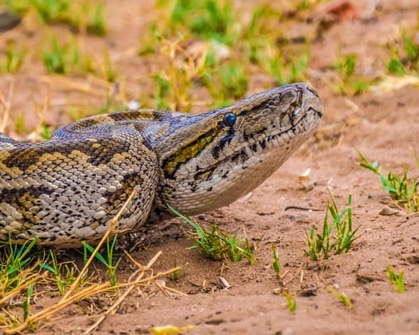 animals of the kruger national park rock python