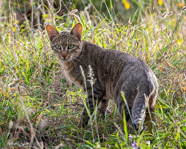 african wild cat animals to see in the kruger national park