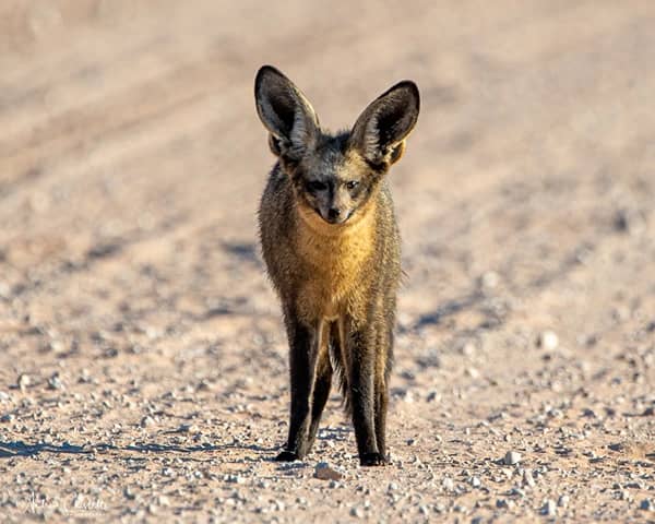 animals of the kruger national park bat eared fox
