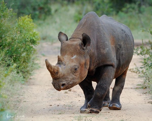 black rhino animals of the kruger national park