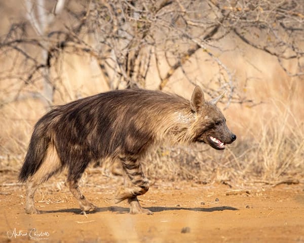 brown hyena kruger national park