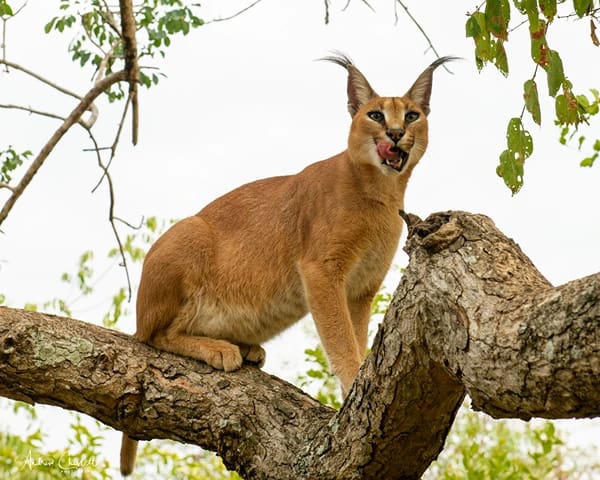 animals of the kruger national park caracal