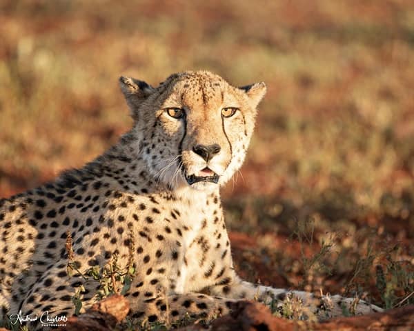 malaria free safaris south africa inverdoorn cheetah
