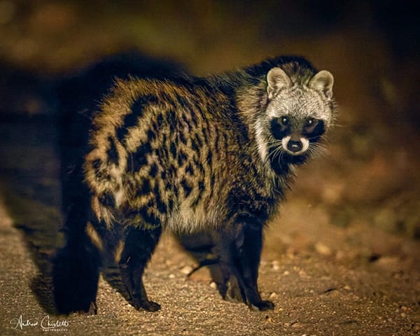 animals of the kruger national park civet