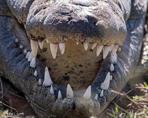 what is the difference between an alligator and a crocodile jaws