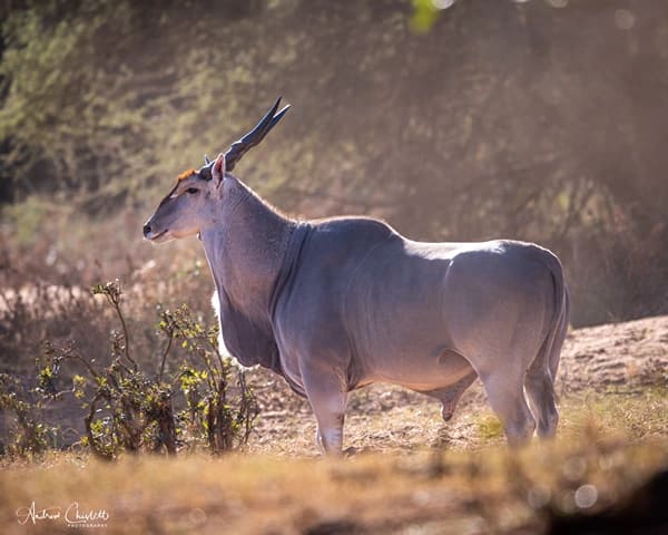 animals of the kruger national park eland