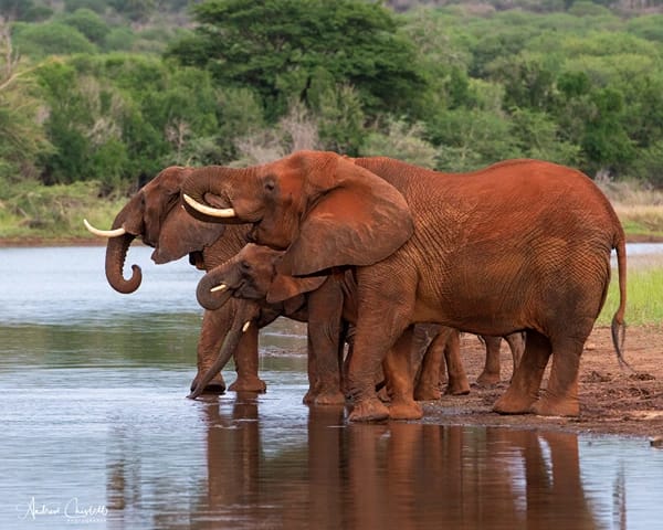 animals of the kruger national park elephant