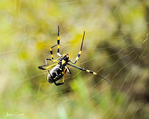 animals of the kruger national park golden orb spider