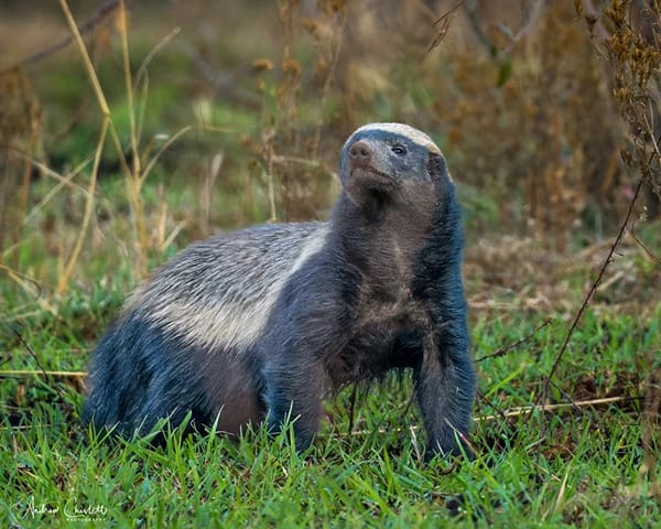 animals of the kruger national park honey badger