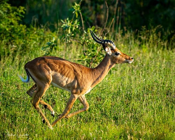 animals of the kruger national park impala