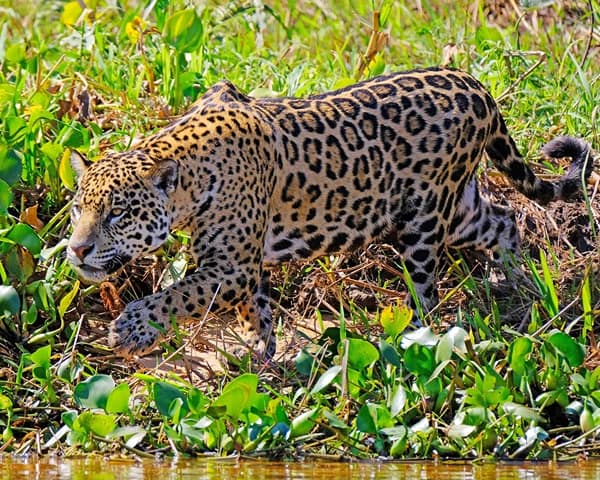 difference between leopard and jaguar physical appearance