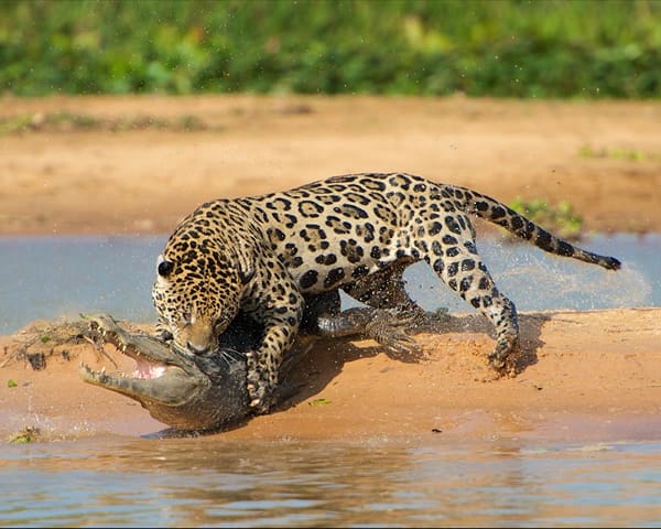 difference between a leopard and a jaguar behavioural differences